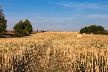 A strip of mown field with rolls of hay, extending into a perspective towards the horizon.