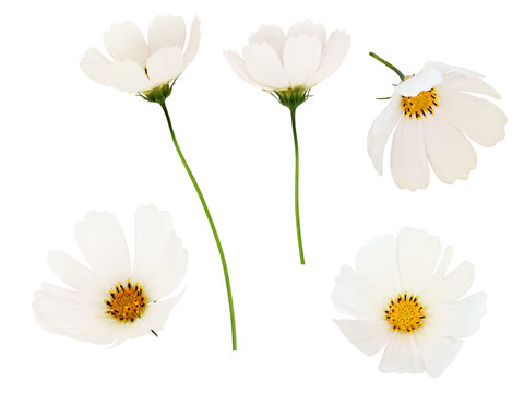 Set of white cosmos flowers