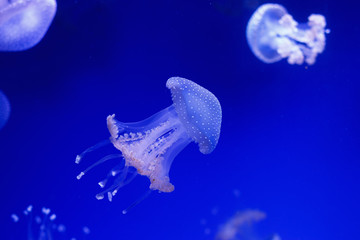 World jellyfish