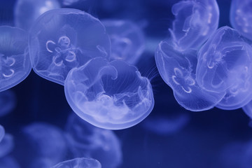  World jellyfish