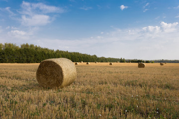 Fototapeta premium Rolls of hay on a mown field on the edge of the forest on a sunny day.