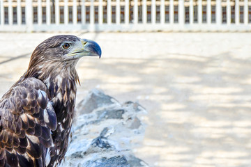 Brown eagle, side view, close-up.