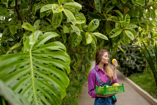 summer smell. gardener girl harvesting lemons in tropical wood. copy space. femel holding picked lemons