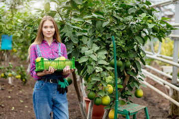 girl in denim fashion overal holding a basket of fresh picked lemons and looking at the camera. close up photo. copy space