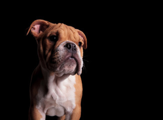 close up of curious english bulldog looking to side