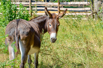Brown donkey in the pen looking back