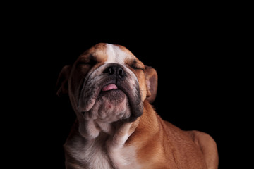 close up of funny english bulldog with tongue exposed