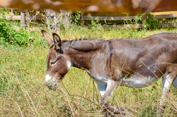 Brown donkey in the pen