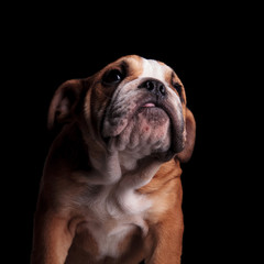 close up of cute english bulldog looking up to side