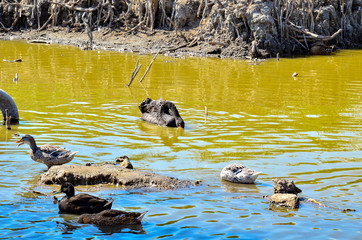 Black swan in dirty water