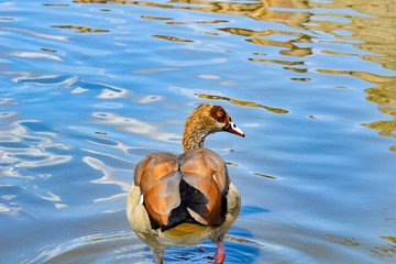 A duck swims in the water