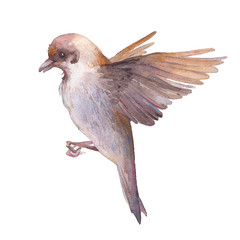 Watercolor sparrow art. Hand painted flying spring bird isolated on white background. Wild life illustration