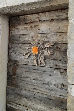 Cardabelle sur une porte