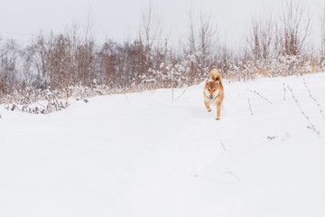 Fototapeta na wymiar Brown pedigreed dog walking on the snowy field. Shiba inu
