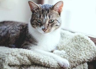 Fototapeta na wymiar Cat portrait relaxing on blanket