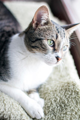 Cat portrait relaxing at home on blanket