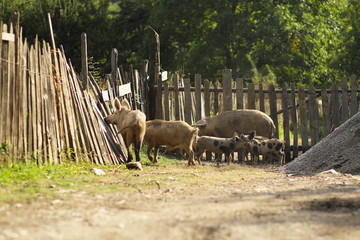Farm pigs near fence are walking at village