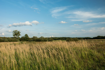 High wild grass in the meadow against the forest and clouds on blue sky