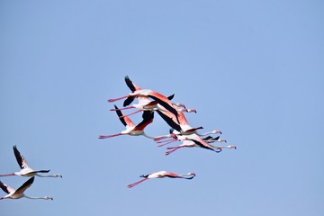 flamingos