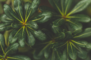 beautiful green flower. garden concept, close up image