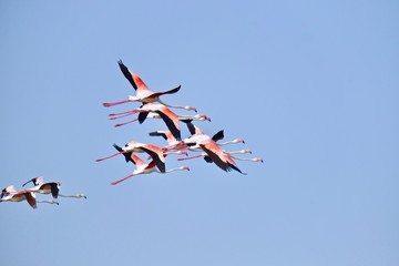 flamingos