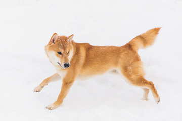 Brown pedigreed dog walking on the snowy field. Shiba inu