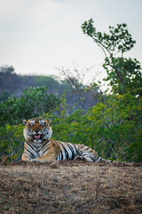 A wild male tiger resting with hill and sky in background at Ranthambore Tiger Reserve, India