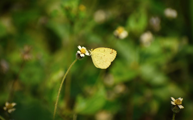 Common Grass Yellow