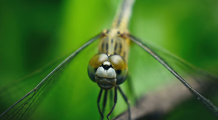 Eyes of Dragonfly