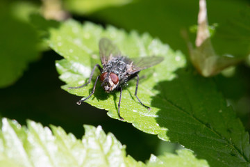 fly