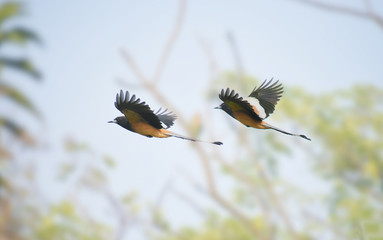 Fototapeta premium Rufous Treepie