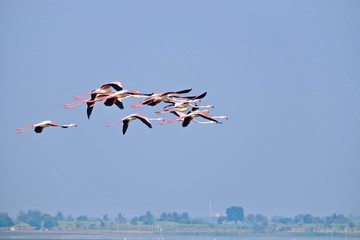 flamingos