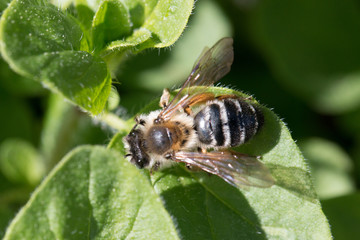 bee