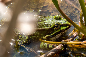 frog