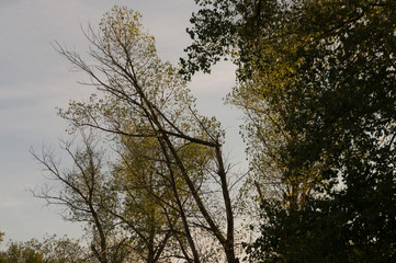 Early fall trees of green and yellow colors. Landscape