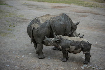 Obraz premium white rhinoceros in zoo