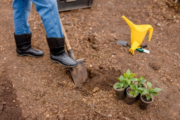 the process of planting flowers. gardening.close up cropped photo. tool for digging