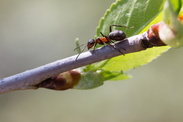 ant