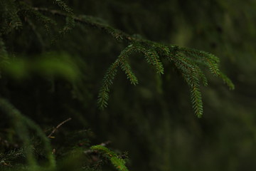 fir branch macro green background