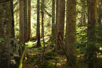 Thick forest trees