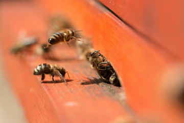 bee