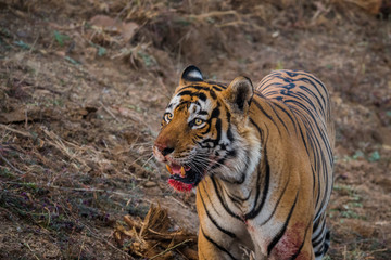 Fototapeta na wymiar A male tiger after hunting the prey. Blood on his face at Ranthambore National Park, India