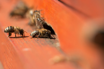bee
