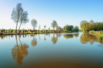 Row of cut willows along the river Linge in the Betuwe region © julia700702