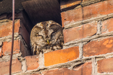 Tawny owl in chimney, Krakow, Poland