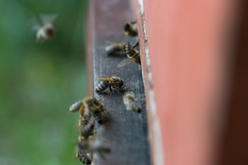 bee