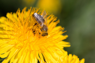 bee