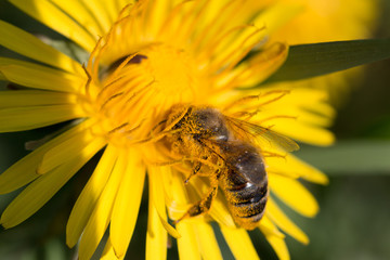 bee