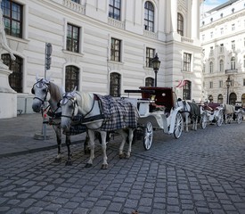 Pferde in einer Gasse in Wien