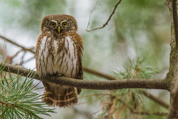 Pygmy owl on branch in forest, Poland